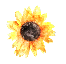  photo Sunflower_zps52742837.png