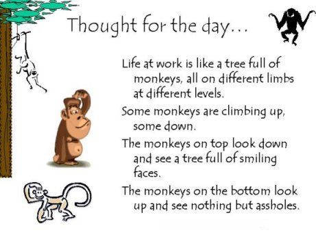 monkey photo: monkey thought for the day monkeysseeassholes_zps1870e5bf.jpg