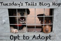 Tuesday's Tails Blog Hop, Opt to Adopt.