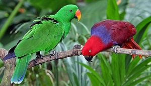 300px-Eclectus_roratus-20030511-3_zpsff2743fa.jpg