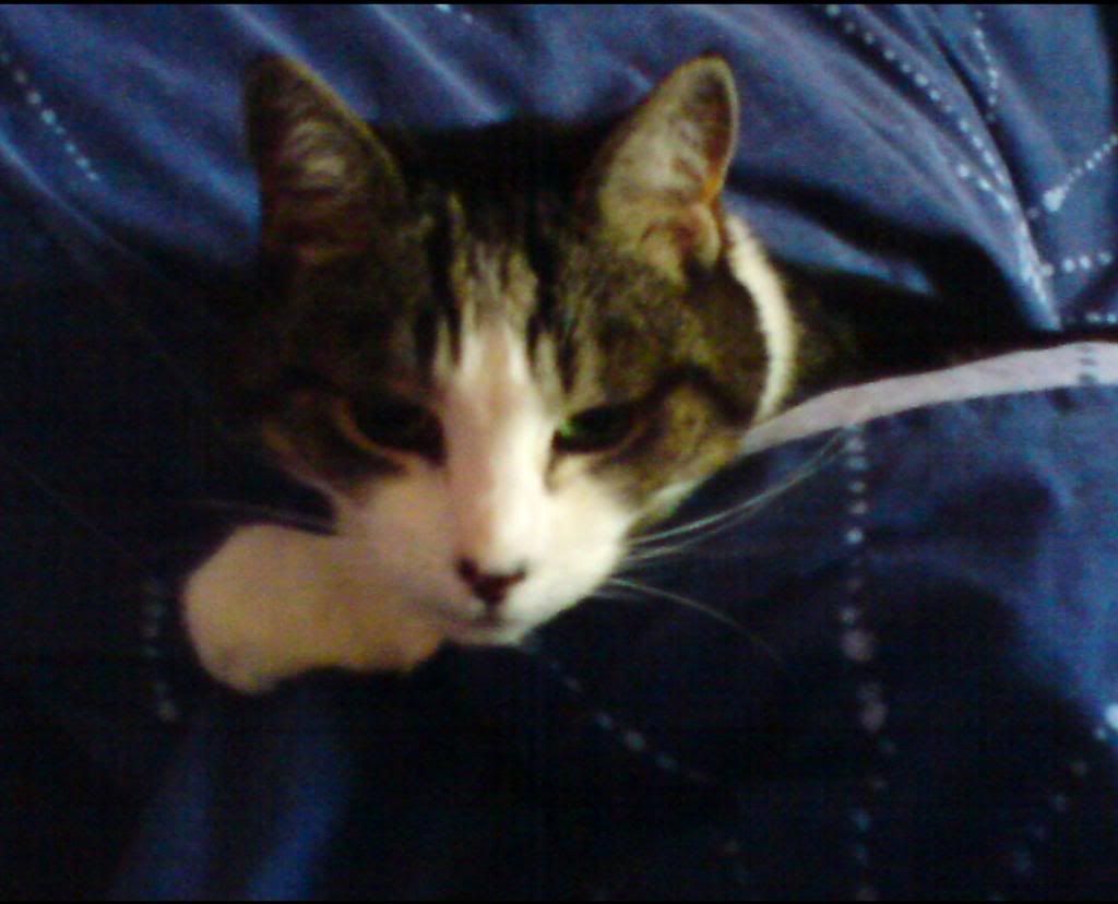 MandysPhone043_zps90464e0c.jpg