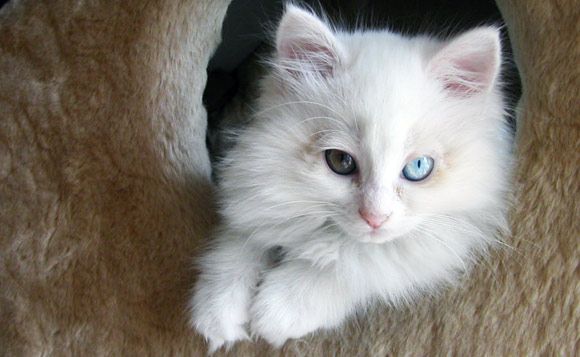 Image credit: Turkish Angora by Roseline shin, at http://www.freeimages.com/photo/534157