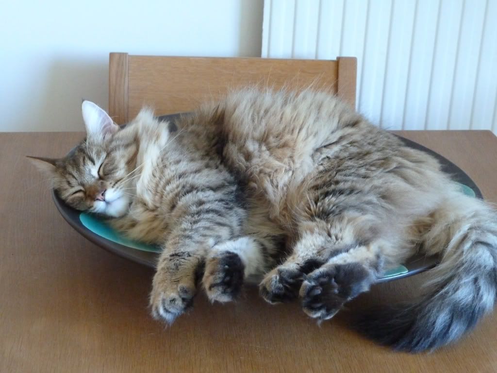 Advice please cat licking his paw raw UK Pet Forums Forum