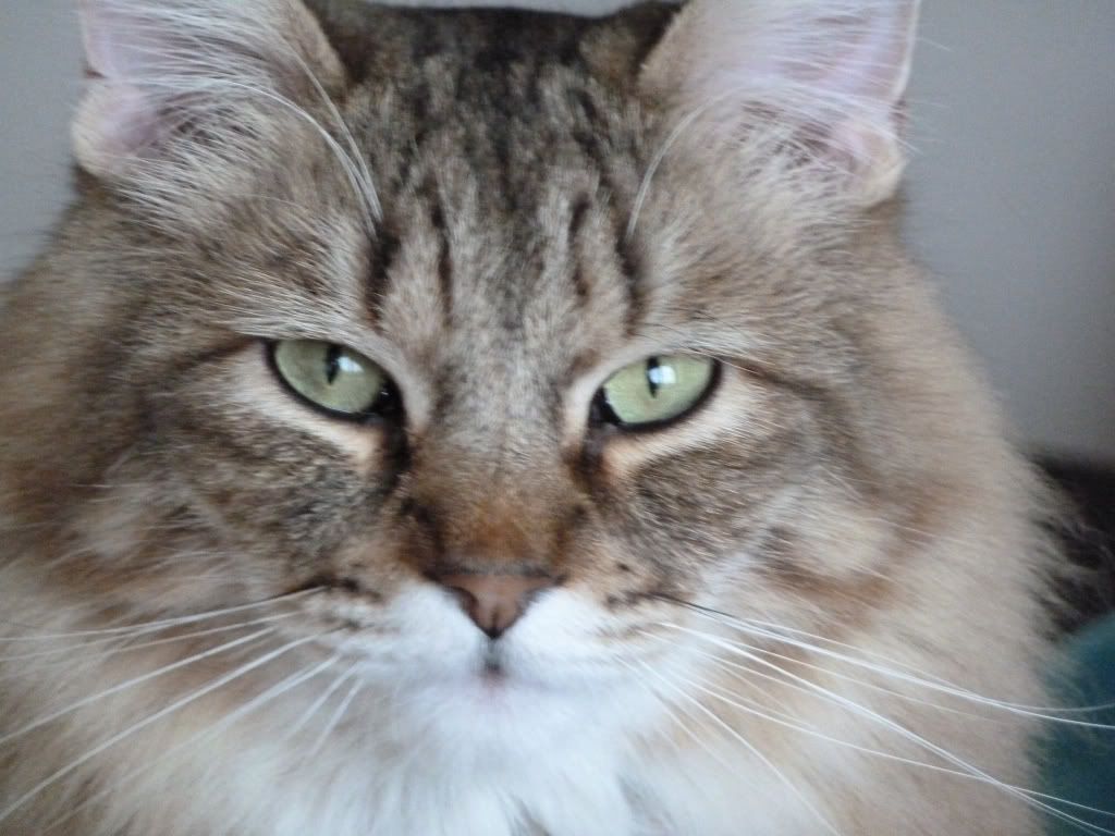 Advice please cat licking his paw raw UK Pet Forums Forum