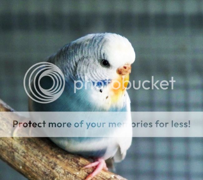 Staining Above The Nostrils - Budgie Safety - Budgie Community Forums